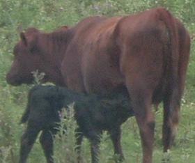 COW AND BLACK CALF